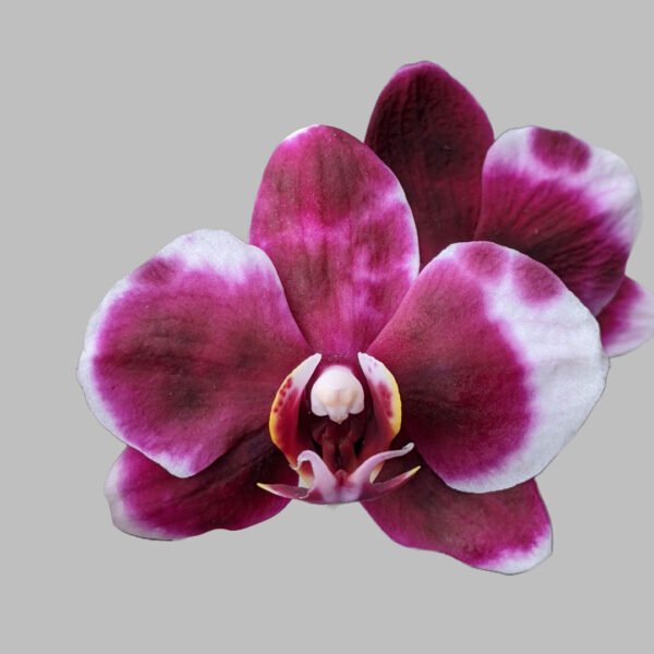 Phalaenopsis Orchid