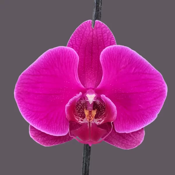 Phalaenopsis Orchid Queen
