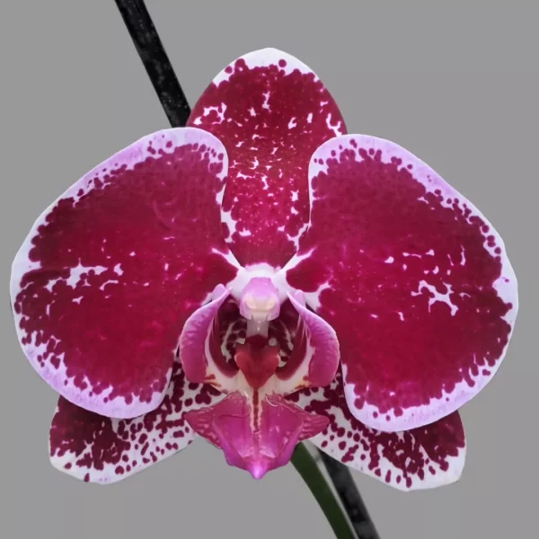 Phalaenopsis Orchid Sparkle Fire