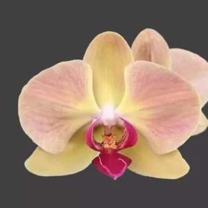 Phalaenopsis Orchid Red Sun X Golden Beauty