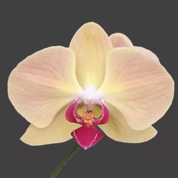 Phalaenopsis Orchid Red Sun X Golden Beauty