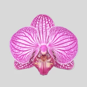 Phalaenopsis Orchid