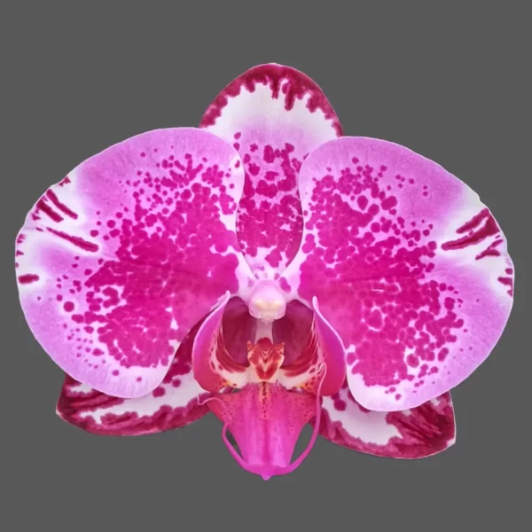 Phalaenopsis Red Lion Orchid