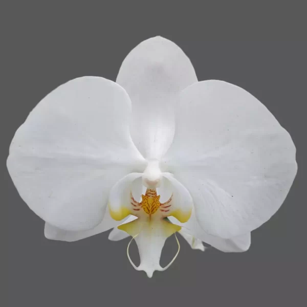 White Phalaenopsis Orchid