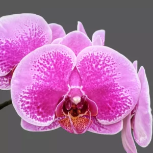 Phalaenopsis