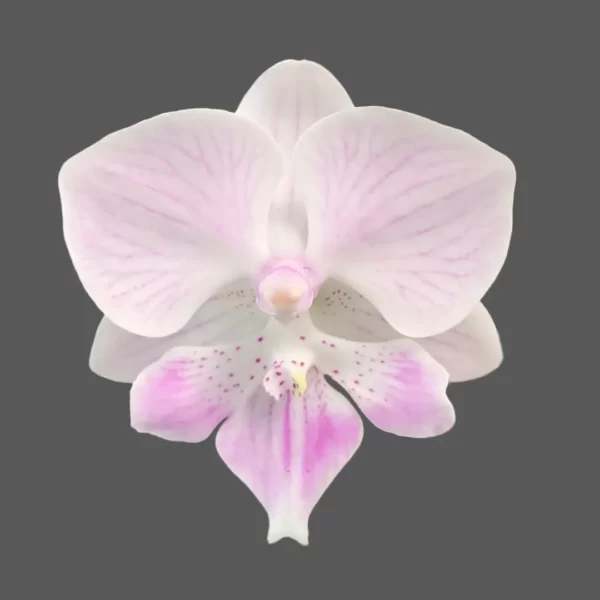 Phalaenopsis Pink Stripe