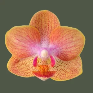 Phalaenopsis Sunset Stripe