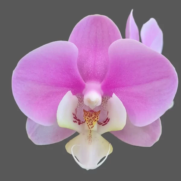 Phalaenopsis Taisuco Anna