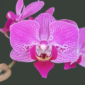 Phalaenopsis Magic Pearl x Ox Happy Girl