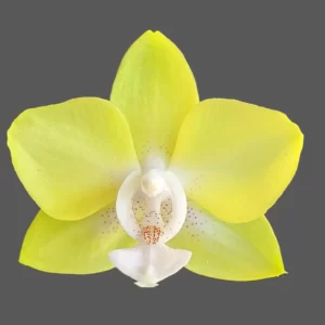 Phalaenopsis Lemon Yellow