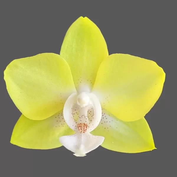 Phalaenopsis Lemon Yellow