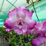 Dendrobium orchid