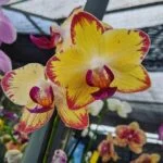 Phalaenopsis orchid