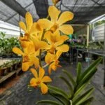 Mokara orchid