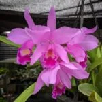 Cattleya orchid