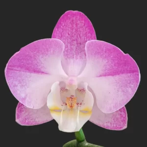 Phalaenopsis Holiday